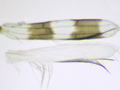 Aleothrips intermedius
